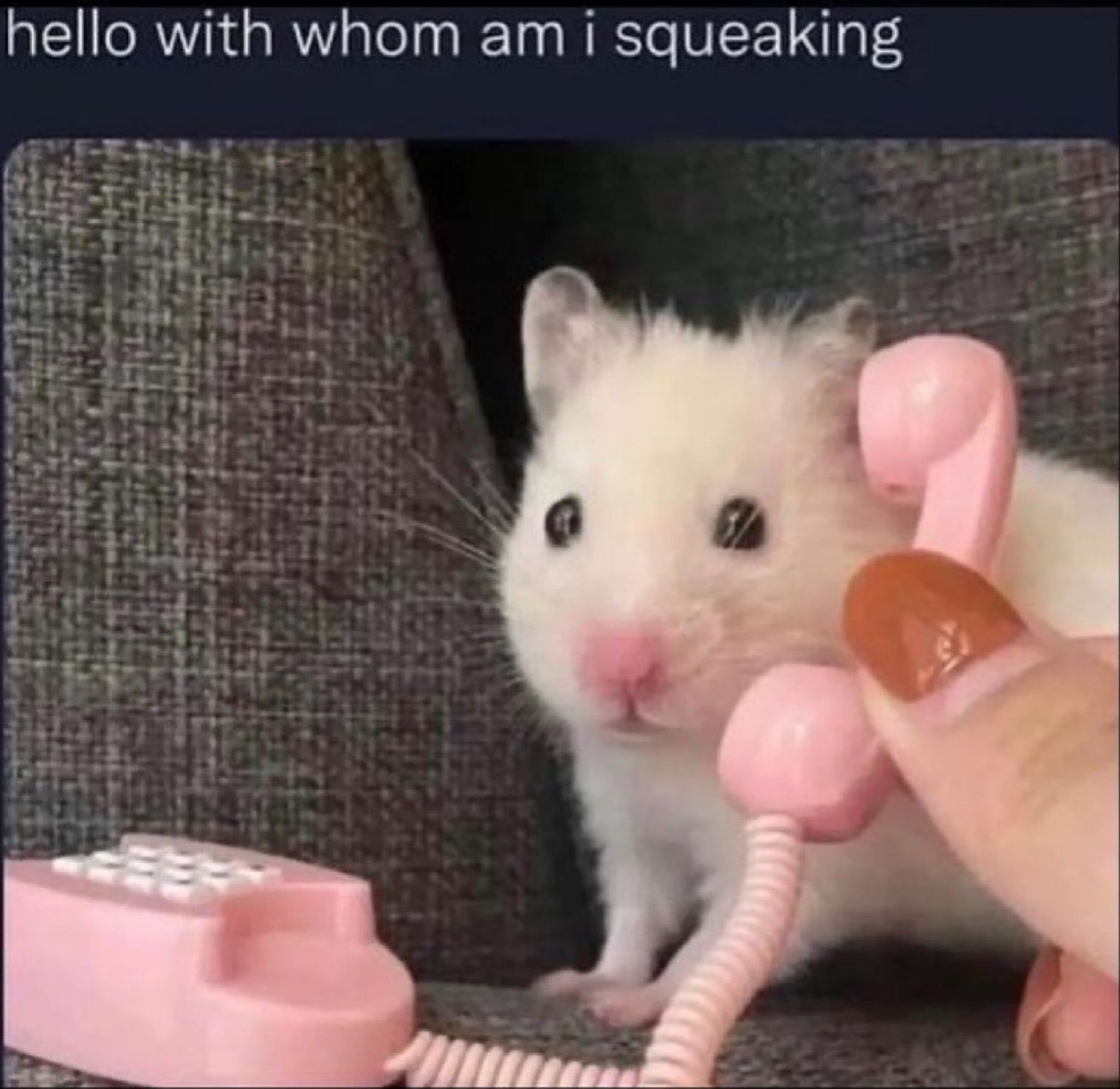 Meme
